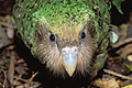 (Strigops kakapo ou habroptilus)
Le Kakapo est un des oiseaux les plus rares au monde... 
Au bord de l'extinction, il en reste environ une centaine... mais l'espèce semble désormais hors de danger grâce aux efforts du Department Of Conservation néo-zélandais (DOC).
Espèce endémique de Nouvelle-Zélande.
Hautement protégée.
Ne pensez même pas pouvoir l'observer... Nouvelle-Zélande antipodes oiseau péroquet nocturne aptère Kakapo rare endémique protégé réintroduction DOC 